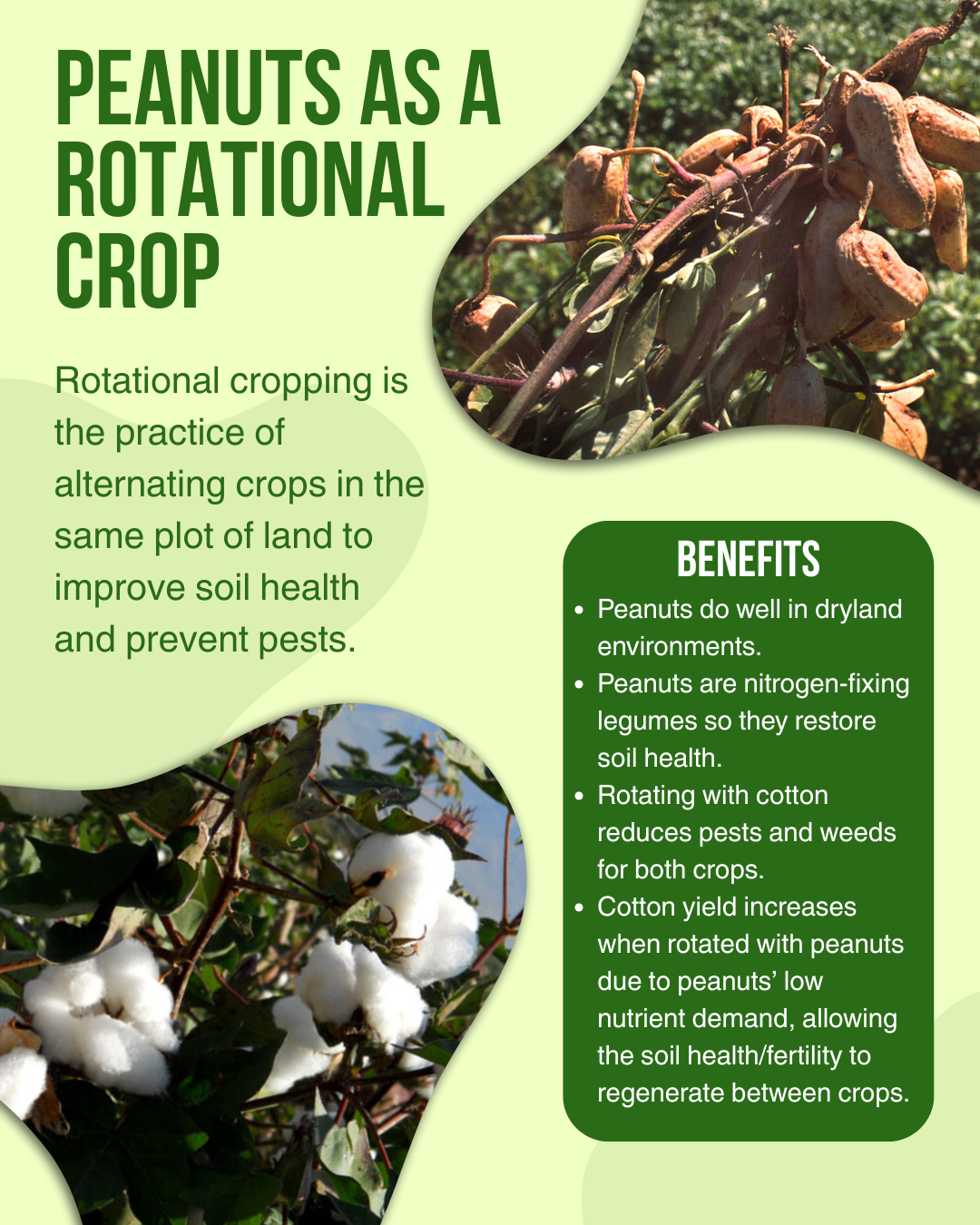 infographic for using peanuts as a rotational crop