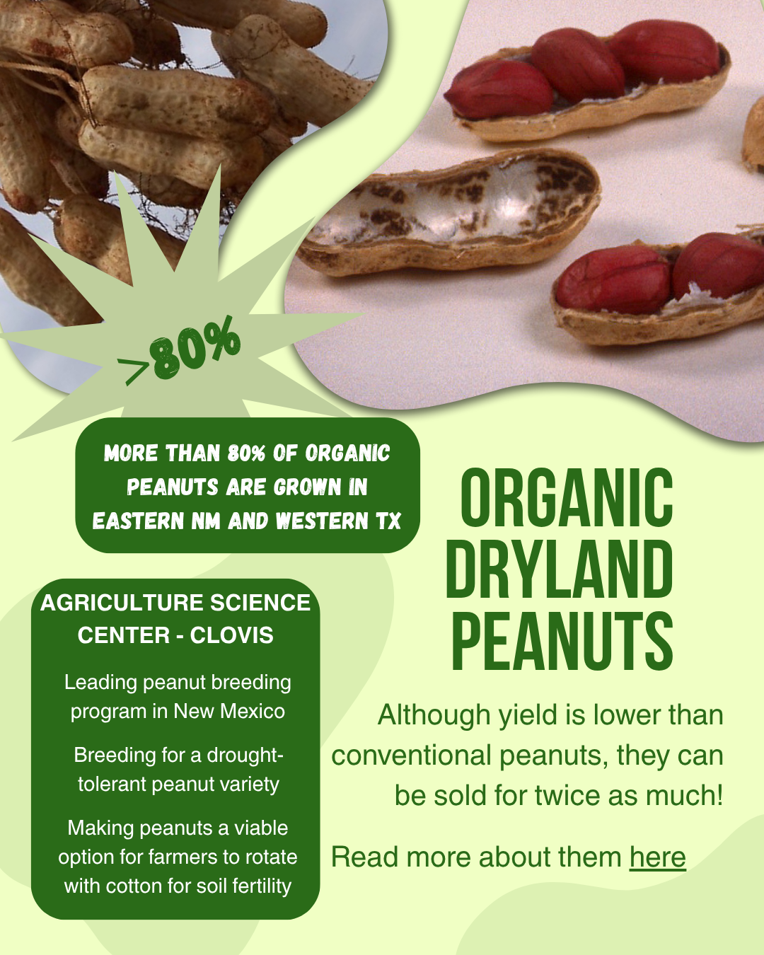 infographic about organic dryland peanuts