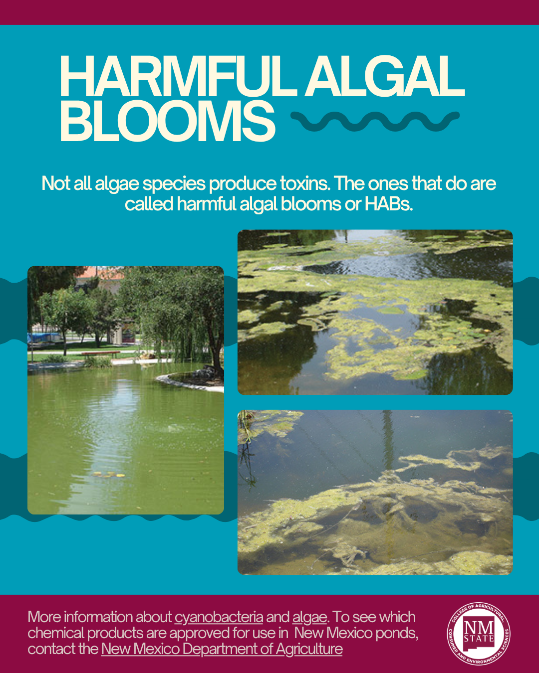 first page of infographic for algal blooms