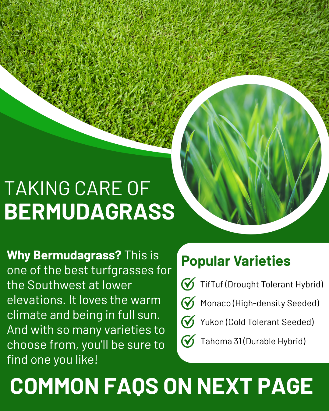 first page of infographic for taking care of Bermudagrass
