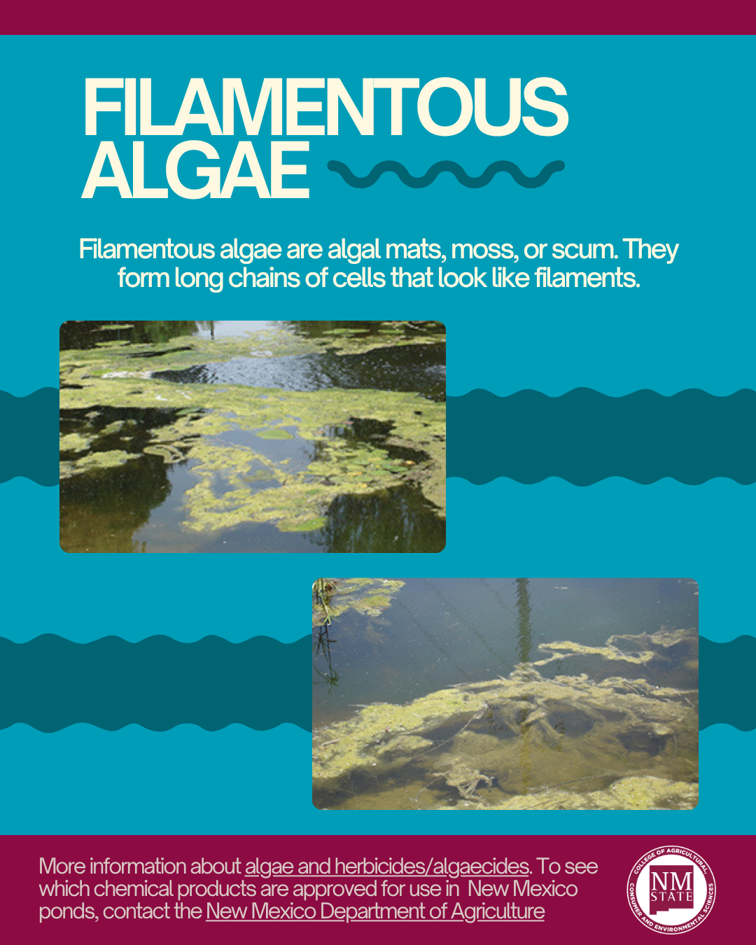 first page of infographic for filamentous algae