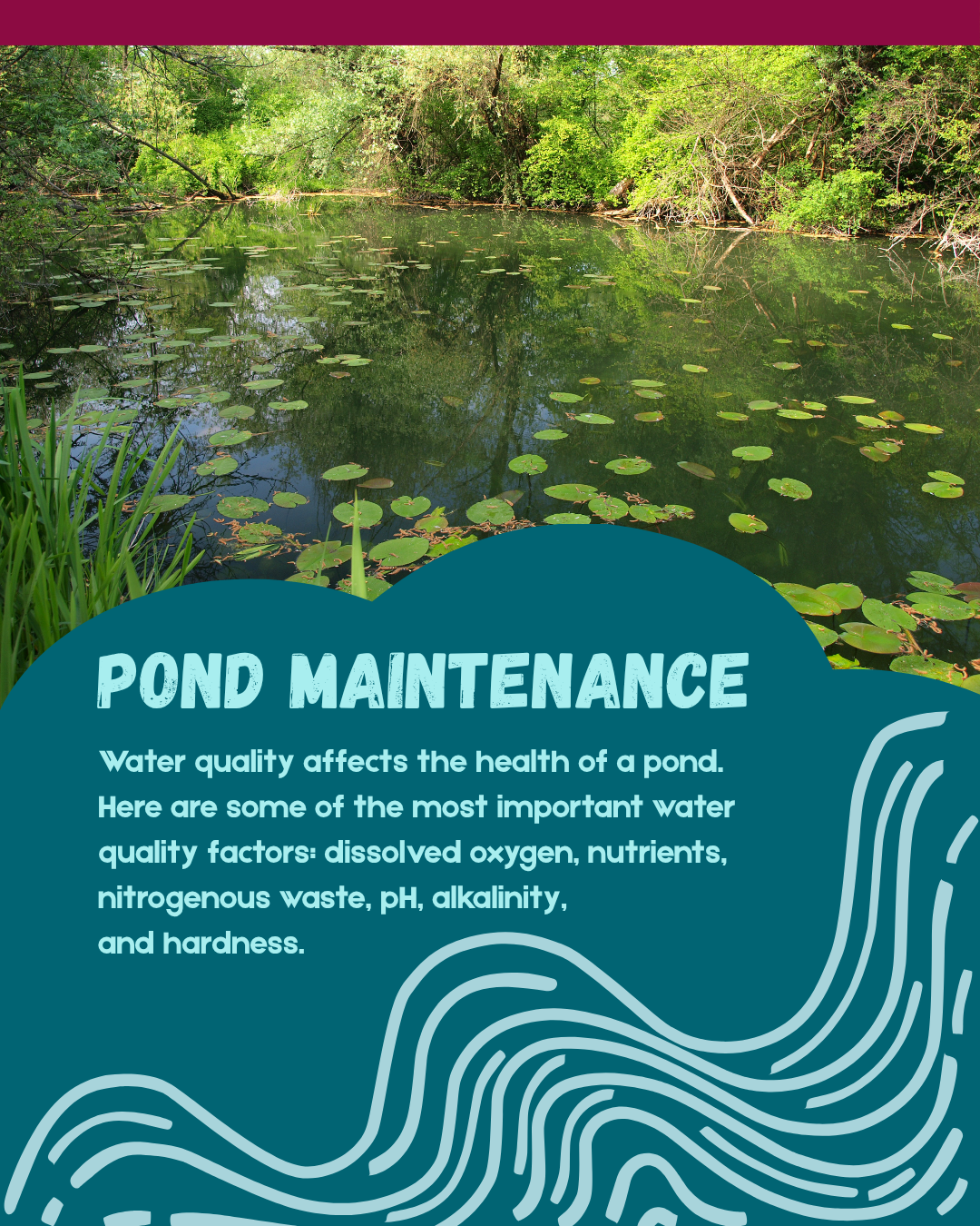first page of the infographic for pond maintenance